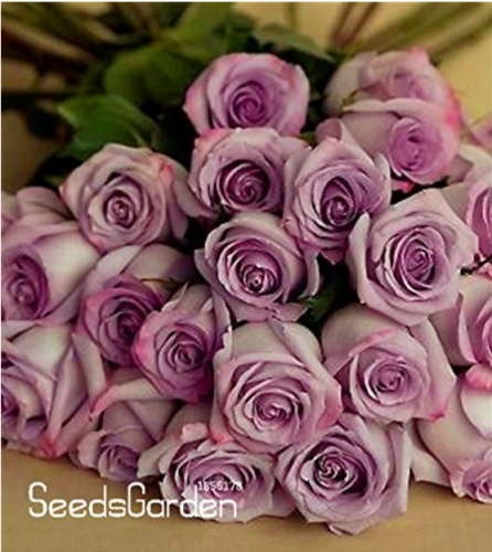 120 Sterling Silver Rose Seeds