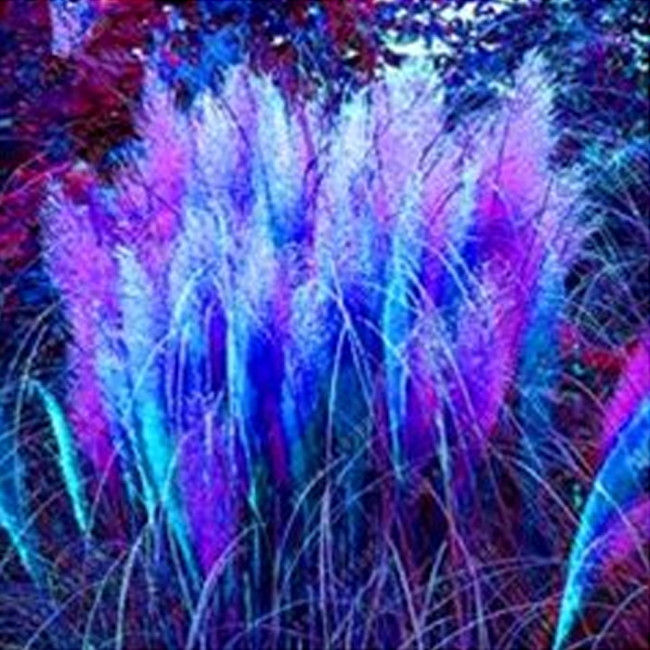 400 pcs/bag pampas grass, rare reed flower seeds Grass Pampas seeds are very beautiful decorative garden plant pot