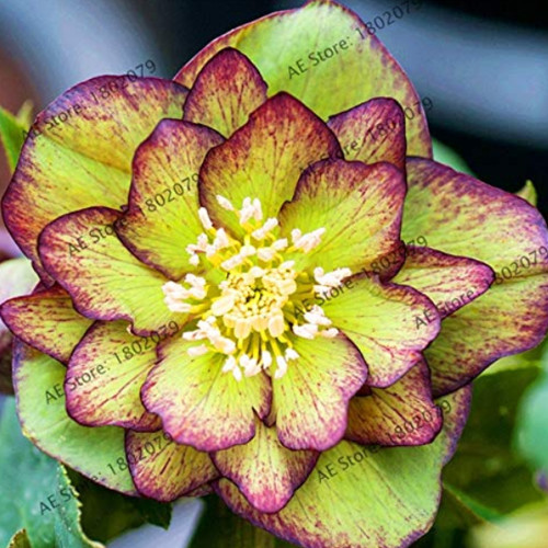 100PCS Novelty Plant Seeds
