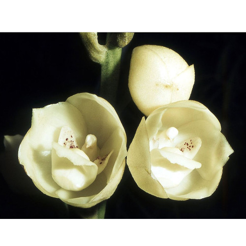 Peristeria elata Seeds, 100 Seeds/Pack, Holy Ghost Orchid Dove Orchid flor del Espiritu Santo