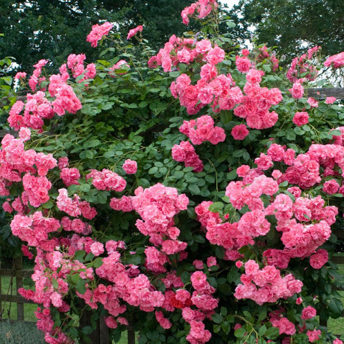 Pink Climbing Jasmine Plant  Flower Seeds, 100 Seeds / Pack, Rare Bonsai Perennial Indoor Outdoor Plants Decorative for Home Garden