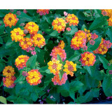 BELLFARM Lantana Camara Flower Seeds, 50 Seeds / Pack, Umbelanterna Orange-Red Big-Sage West Indian Lantana