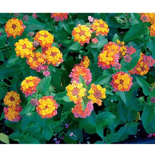 BELLFARM Lantana Camara Flower Seeds, 50 Seeds / Pack, Umbelanterna Orange-Red Big-Sage West Indian Lantana