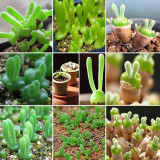 Imported New Zealand Rabbit Monilaria obconica Seeds