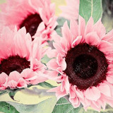 Water Pink Sunflower Seeds