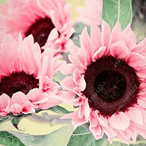 Water Pink Sunflower Seeds