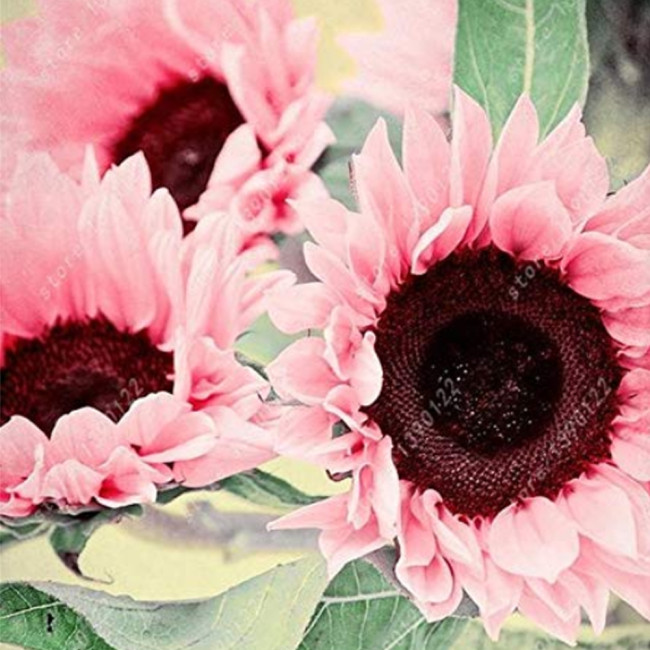 Water Pink Sunflower Seeds