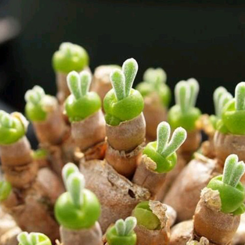 Imported New Zealand Rabbit Monilaria obconica Seeds