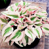 150pcs/bag beautiful Hosta Plants Seeds