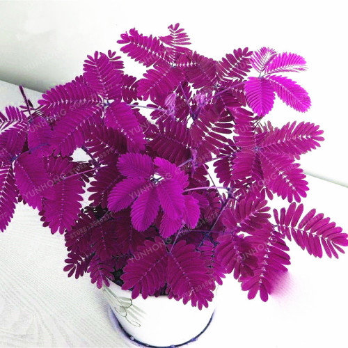 Pudica Linn Bashful Grass Seeds Foliage Mimosa Pudica Sensitive Bonsai Plant Home Garden 30 Pcs
