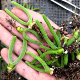 Imported New Zealand Rabbit Monilaria obconica Seeds
