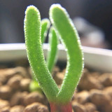 Imported New Zealand Rabbit Monilaria obconica Seeds