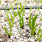 Imported New Zealand Rabbit Monilaria obconica Seeds