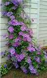 100pcs/bag Blue Clematis Seeds