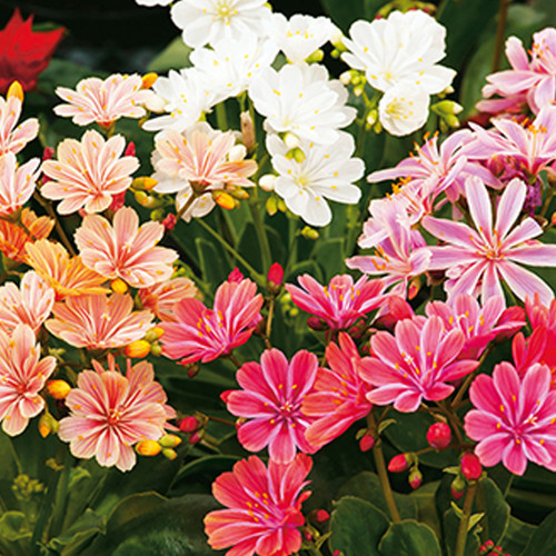 5pcs/lot Lewisia Cotyledon 'Galaxy Mixed' Flower Seeds