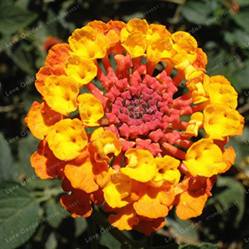 20 pcs/Pack Hot Sale Orange Lantana Camara Perennial