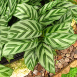 100PCS Potted Flowers Calathea Seeds