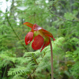 BELLFARM Sarracenia Purpurea Seeds, 10 SEEDS/pack, Purple Pitcher Carnivorous Plants