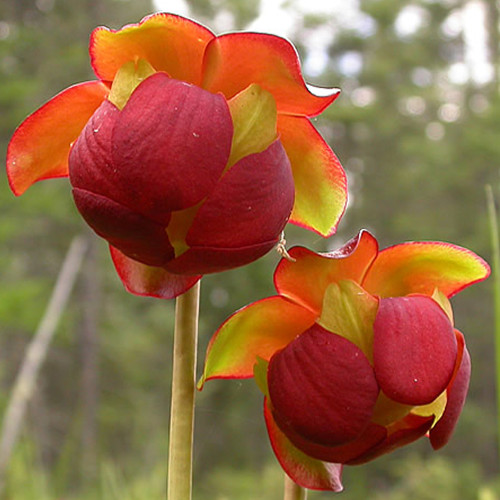 BELLFARM Sarracenia Purpurea Seeds, 10 SEEDS/pack, Purple Pitcher Carnivorous Plants