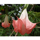 BELLFARM Datura Plants Herbs Flower Seeds Mixed 9 Colors Datura Trumpet Flowers, 30 Seeds/Pack, Professional Package
