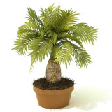 BELLFARM Exotic Bottle Palm Seeds, 20PCS/Pack, Professional Pack, Bonsai Tropical Ornamental Tree Plants Garden Planting