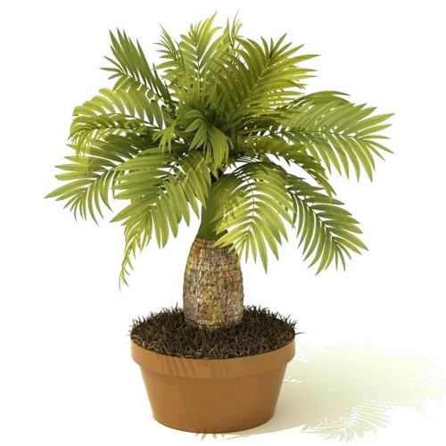 BELLFARM Exotic Bottle Palm Seeds, 20PCS/Pack, Professional Pack, Bonsai Tropical Ornamental Tree Plants Garden Planting