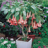 BELLFARM Datura Plants Herbs Flower Seeds Mixed 9 Colors Datura Trumpet Flowers, 30 Seeds/Pack, Professional Package