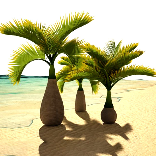 BELLFARM Exotic Bottle Palm Seeds, 20PCS/Pack, Professional Pack, Bonsai Tropical Ornamental Tree Plants Garden Planting