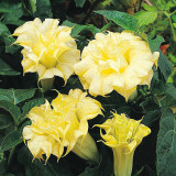 BELLFARM Datura Plants Herbs Flower Seeds Mixed 9 Colors Datura Trumpet Flowers, 30 Seeds/Pack, Professional Package