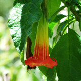BELLFARM Datura Plants Herbs Flower Seeds Mixed 9 Colors Datura Trumpet Flowers, 30 Seeds/Pack, Professional Package