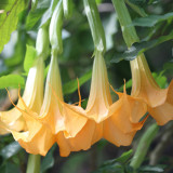 BELLFARM Datura Plants Herbs Flower Seeds Mixed 9 Colors Datura Trumpet Flowers, 30 Seeds/Pack, Professional Package