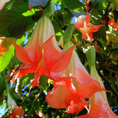 BELLFARM Datura Plants Herbs Flower Seeds Mixed 9 Colors Datura Trumpet Flowers, 30 Seeds/Pack, Professional Package