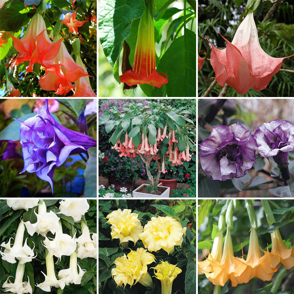 US$ 1.45 - BELLFARM Datura Plants Herbs Flower Seeds Mixed 9