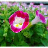 BELLFARM Mixed 4 Colors Torenia Fournieri Seeds, 200 Seeds / Pack, Red Pink Black Blue Wishbone Flowers