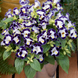 BELLFARM Mixed 4 Colors Torenia Fournieri Seeds, 200 Seeds / Pack, Red Pink Black Blue Wishbone Flowers