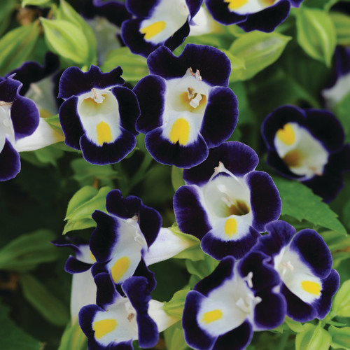 BELLFARM Mixed 4 Colors Torenia Fournieri Seeds, 200 Seeds / Pack, Red Pink Black Blue Wishbone Flowers