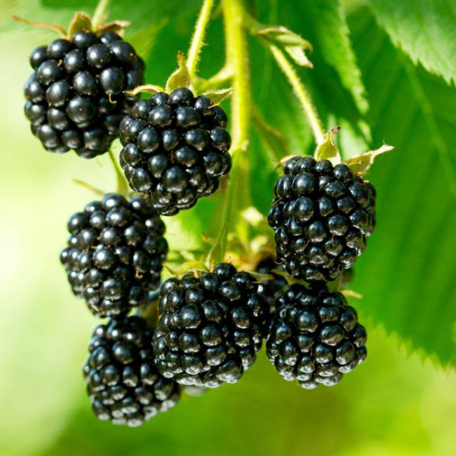BELLFARM Jumbo Thornless Blackberry Seeds, 100 SEEDS/pack, Juicy Sweet Organic Healthy Fruits