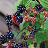 BELLFARM Jumbo Thornless Blackberry Seeds, 100 SEEDS/pack, Juicy Sweet Organic Healthy Fruits
