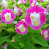 BELLFARM Mixed 4 Colors Torenia Fournieri Seeds, 200 Seeds / Pack, Red Pink Black Blue Wishbone Flowers