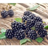 BELLFARM Jumbo Thornless Blackberry Seeds, 100 SEEDS/pack, Juicy Sweet Organic Healthy Fruits