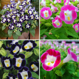 BELLFARM Mixed 4 Colors Torenia Fournieri Seeds, 200 Seeds / Pack, Red Pink Black Blue Wishbone Flowers