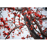 BELLFARM Bombax ceiba Seeds Cotten Tree Red Silk-cotton Tree, 30 Seeds/Pack, Red Cotton Tree Kapok