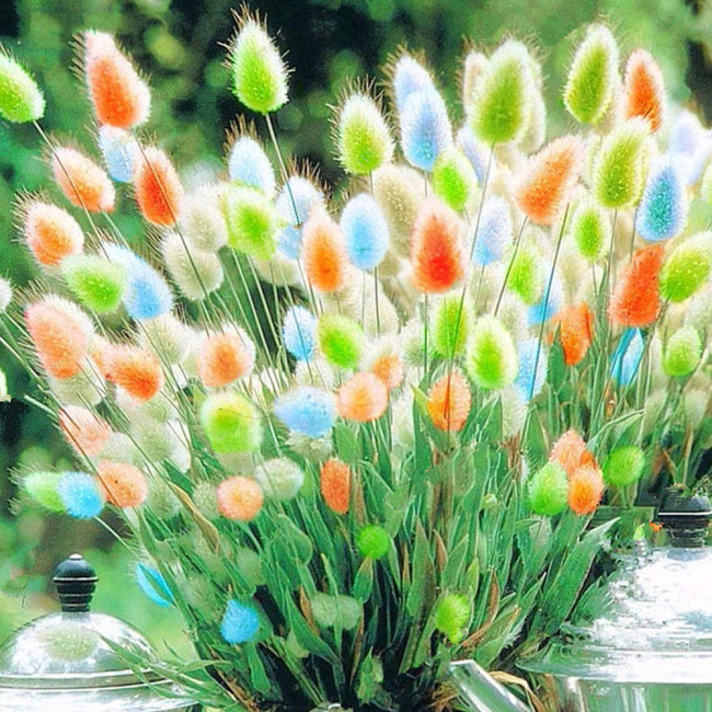 BELLFARM Rainbow Colorful Rabbit Tail Grass Semillas Seeds, 100 Seeds / Pack, Garden Bunny Tail Herbal Decoration Plants