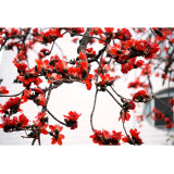 BELLFARM Bombax ceiba Seeds Cotten Tree Red Silk-cotton Tree, 30 Seeds/Pack, Red Cotton Tree Kapok