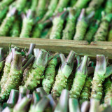BELLFARM Wasabi Seeds, Approx 400 Seeds / Pack, Original Pack, Japanese Mustard Herbs
