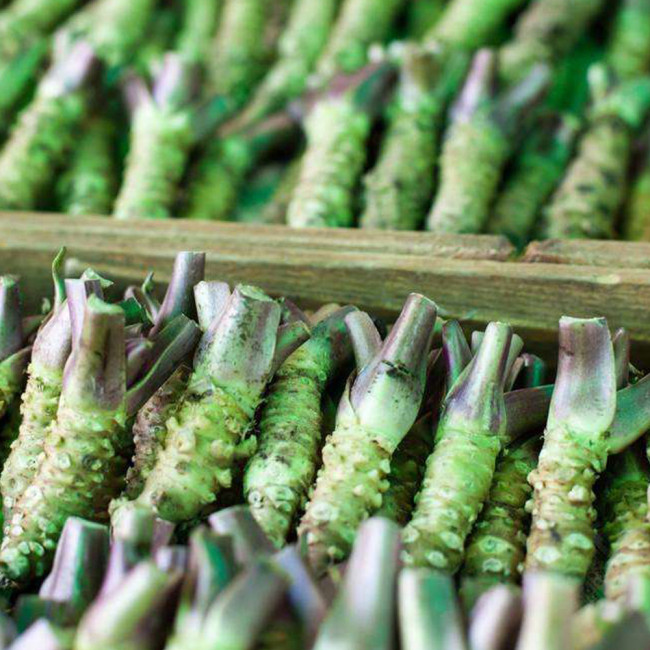 BELLFARM Wasabi Seeds, Approx 400 Seeds / Pack, Original Pack, Japanese Mustard Herbs