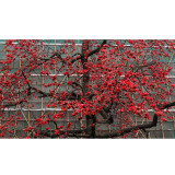 BELLFARM Bombax ceiba Seeds Cotten Tree Red Silk-cotton Tree, 30 Seeds/Pack, Red Cotton Tree Kapok