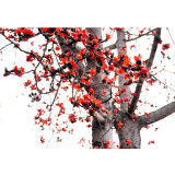 BELLFARM Bombax ceiba Seeds Cotten Tree Red Silk-cotton Tree, 30 Seeds/Pack, Red Cotton Tree Kapok
