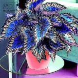 BELLFARM Coleus Seeds, 100 Seeds / Pack, Rainbow Colorful Dragon Ornamental Herb Plants