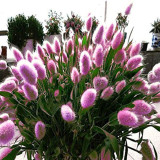 BELLFARM Purple Rare Rabbit's Tail Grass Seeds, 100 Seeds / Pack, Lagurus ovatus Ornamental Grasses